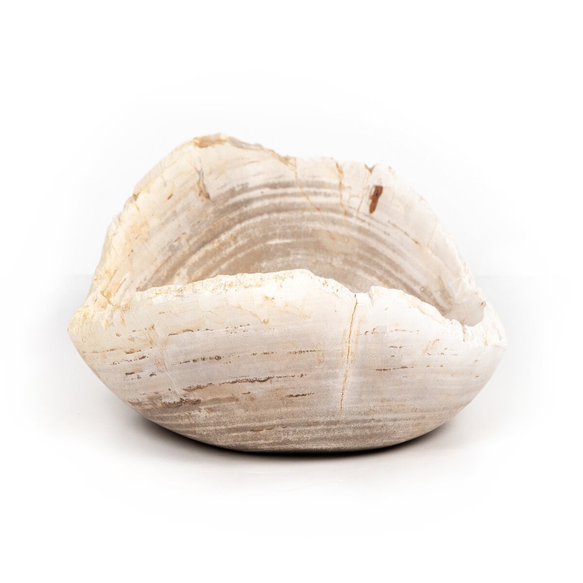 Bol en bois pétrifié Leda