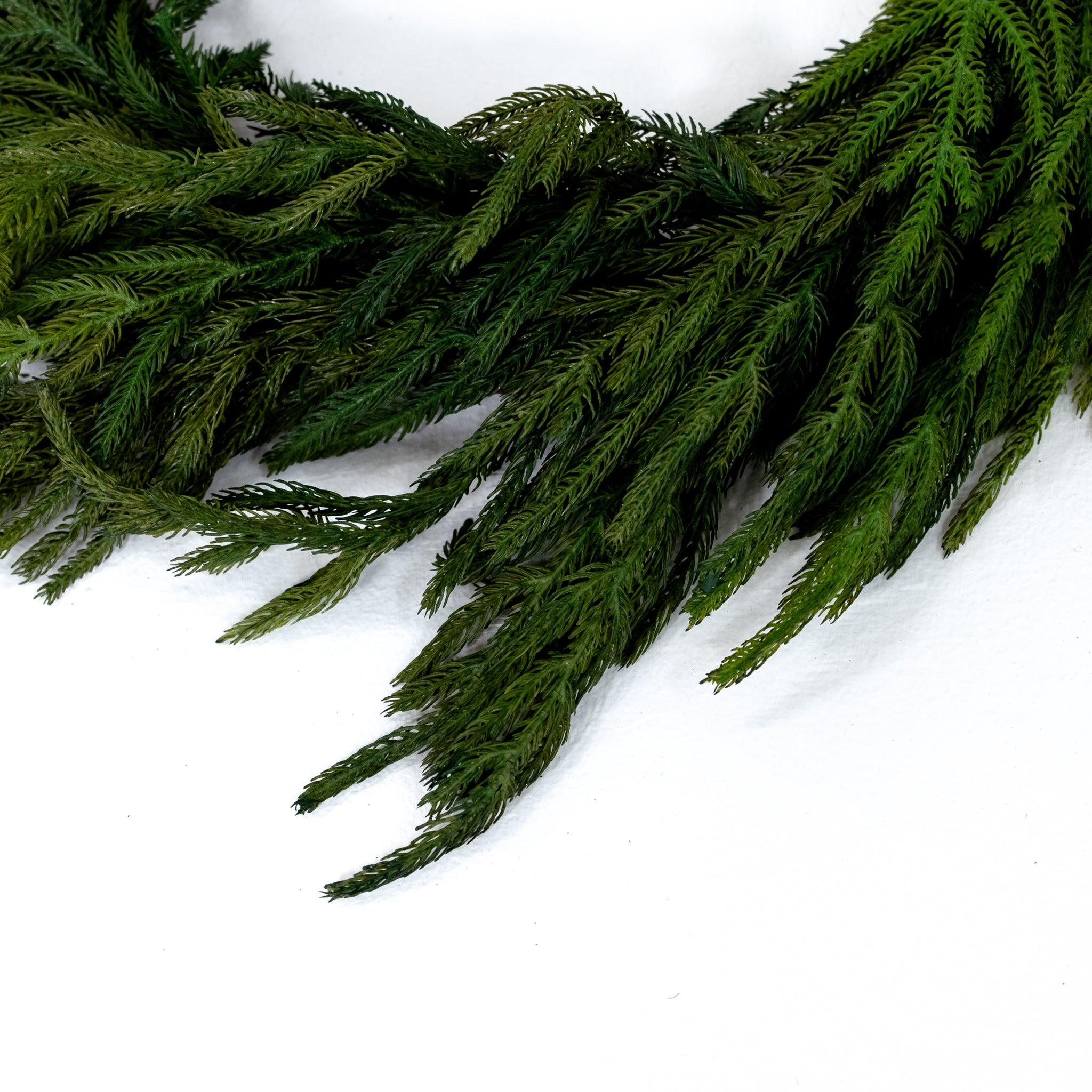 Couronne de faux pin de Norfolk - 15